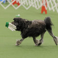 AKC TopDogs - Obedience Championship