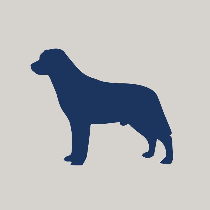 Labrador Retriever AKC Embroidered Visor