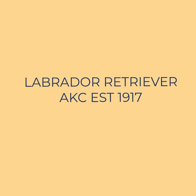 Labrador Retriever Embroidered AKC Quarter Zip