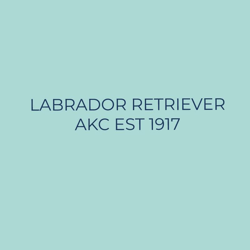 Labrador Retriever Embroidered AKC Quarter Zip