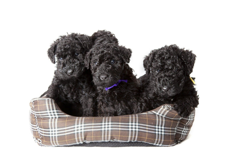 AKC Breeder Reports