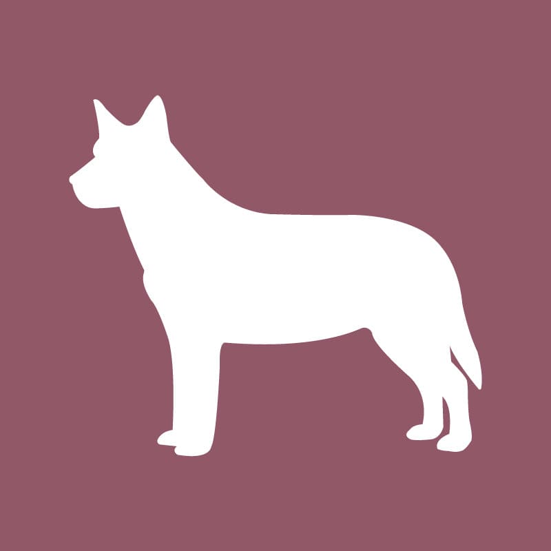 Australian Cattle Dog - Beanie