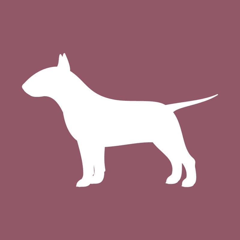 Bull Terrier - Beanie