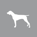 German Shorthair Pointer - Beanie