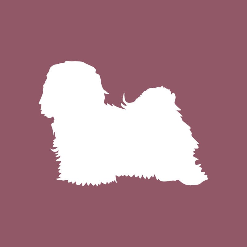 Havanese - Beanie