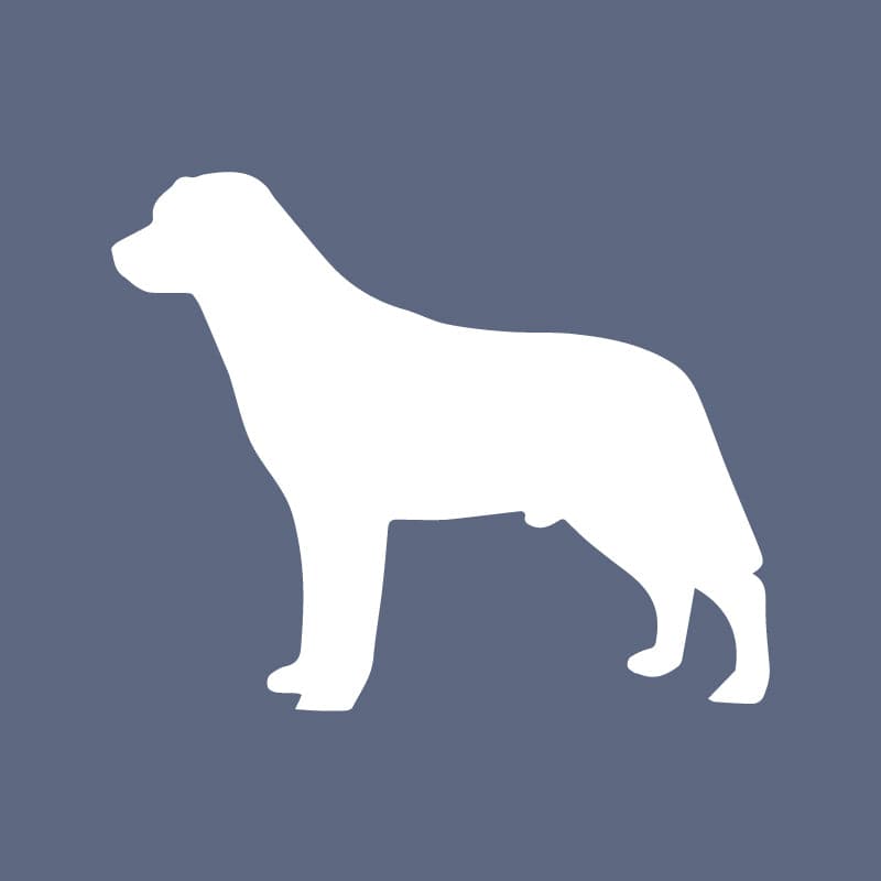 Labrador Retriever - Beanie