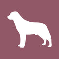 Labrador Retriever - Beanie