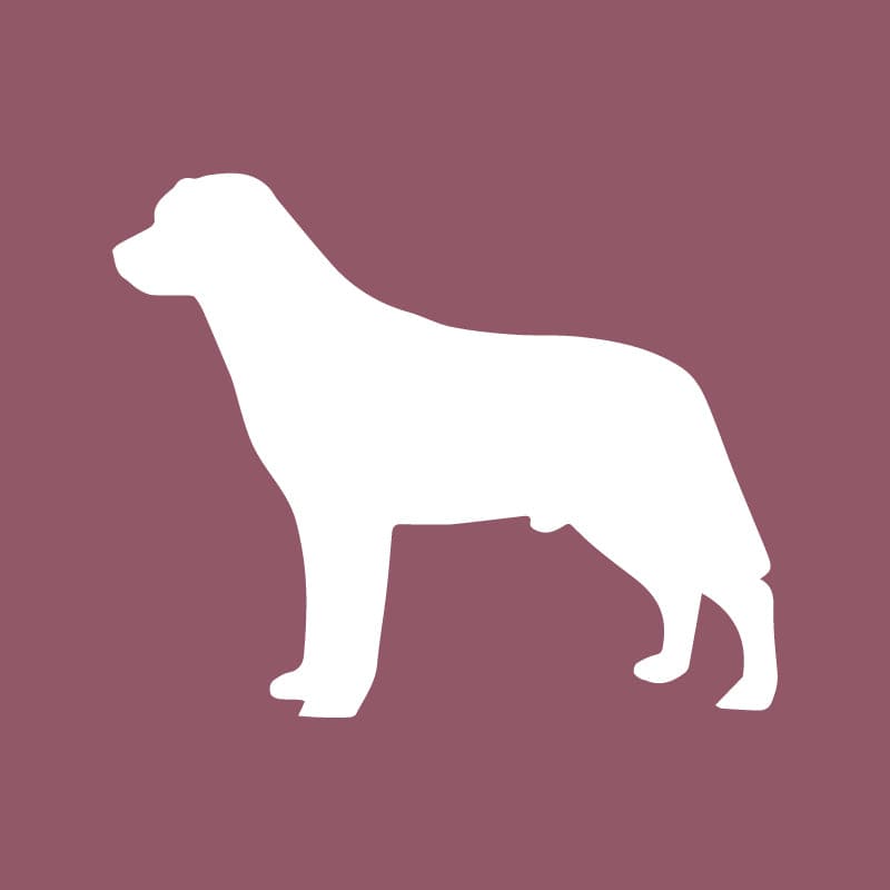 Labrador Retriever - Beanie