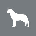 Labrador Retriever - Beanie