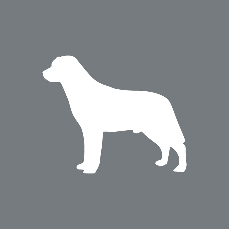Labrador Retriever - Beanie