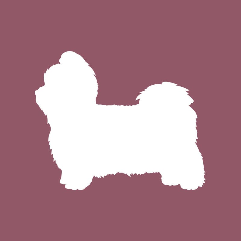 Shih Tzu - Beanie