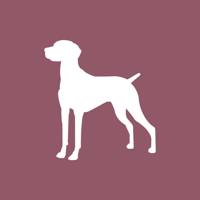 Vizsla - Beanie
