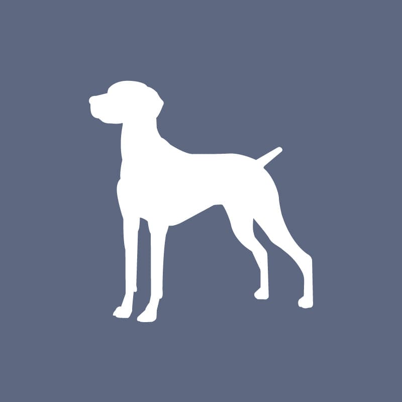 Vizsla - Beanie