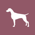 Weimaraner - Beanie