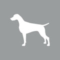 Weimaraner - Beanie
