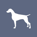 Weimaraner - Beanie