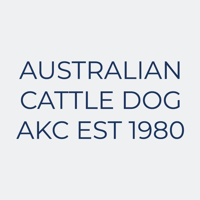 Australian Cattle Dog  Embroidered AKC Women's Polo