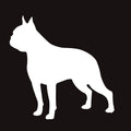 Boston Terrier AKC Embroidered Visor