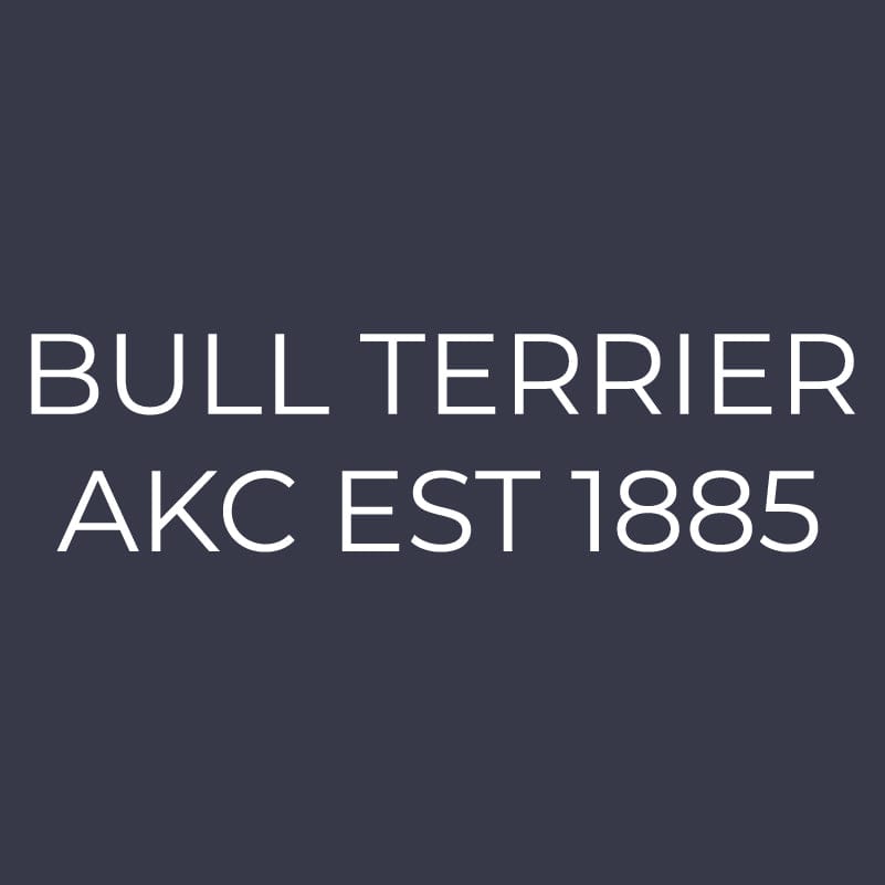 Bull Terrier  Embroidered AKC Women's Polo
