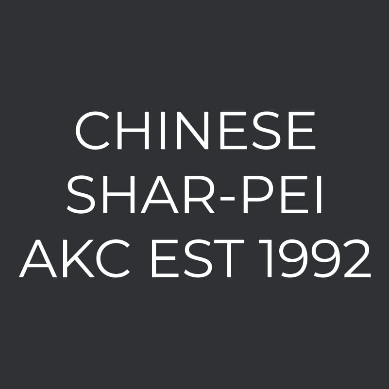Chinese Shar-Pei Embroidered AKC Men's Polo