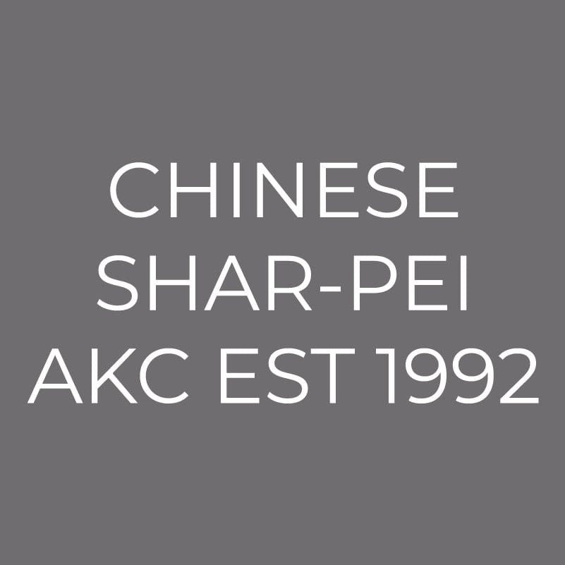 Chinese Shar-Pei Embroidered AKC Men's Polo