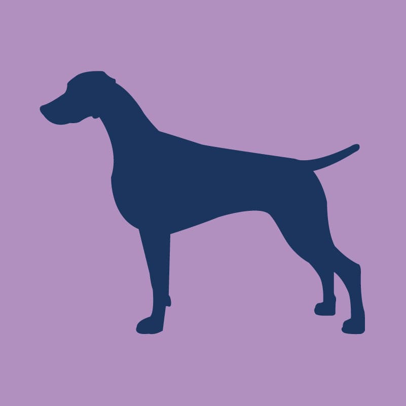 Weimaraner Infant Onesie
