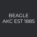 Beagle Embroidered AKC Women's Polo