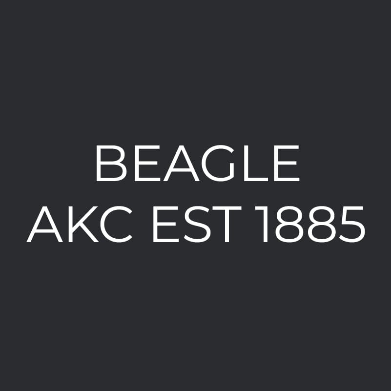 Beagle Embroidered AKC Women's Polo