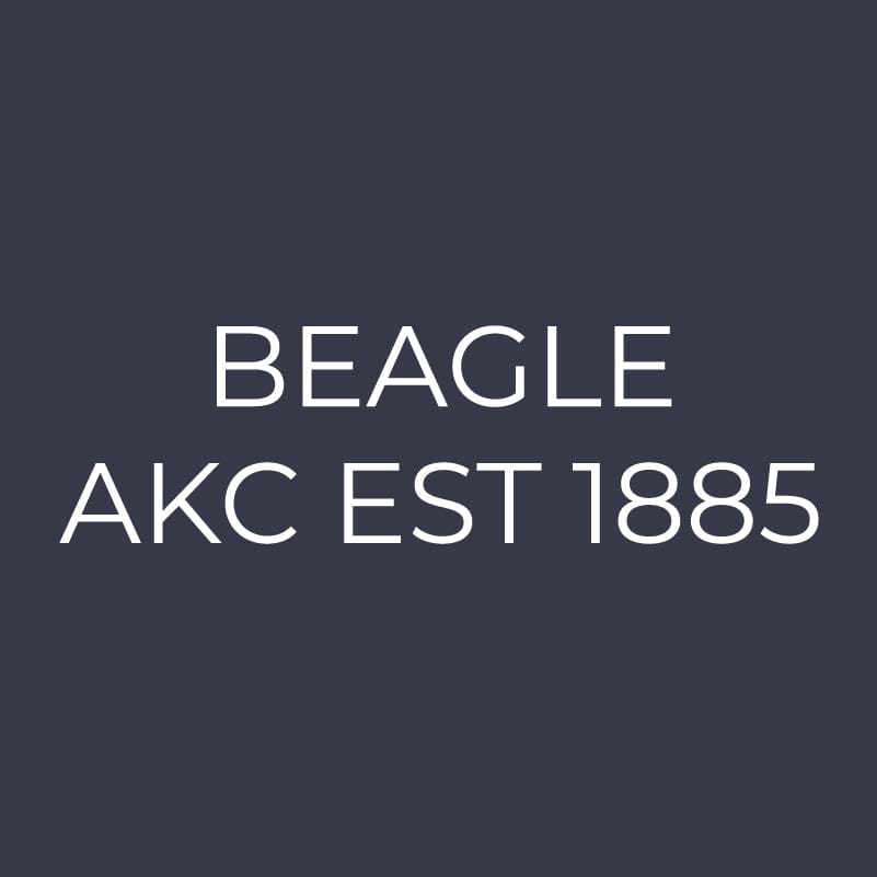 Beagle Embroidered AKC Women's Polo