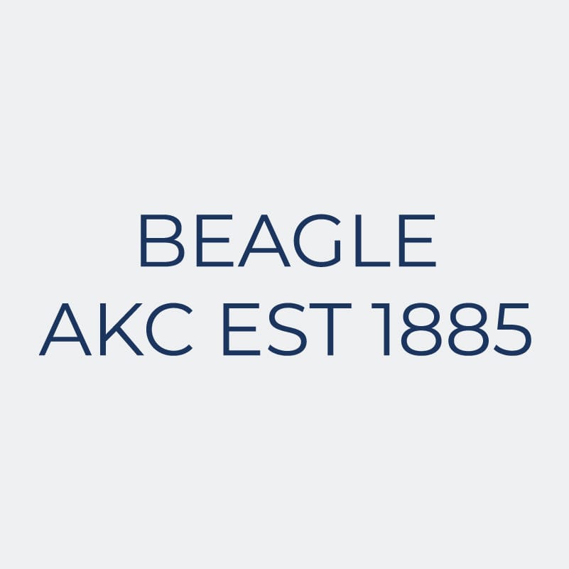 Beagle Embroidered AKC Women's Polo