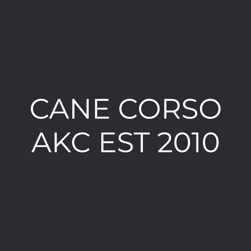 Cane Corso Embroidered AKC Women's Polo