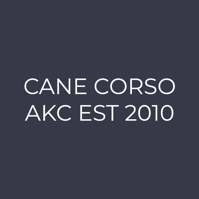 Cane Corso Embroidered AKC Women's Polo