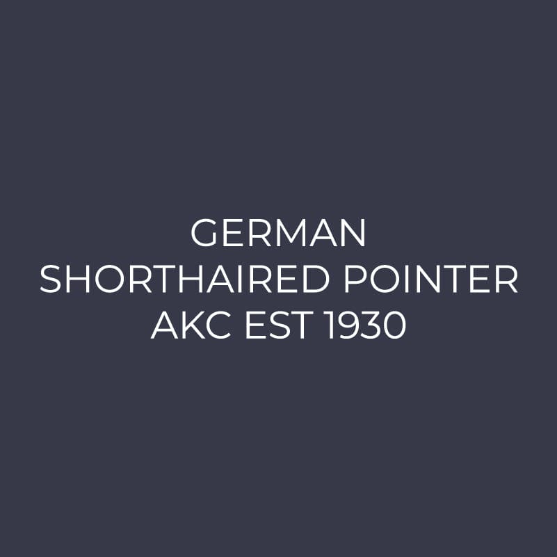 German Shorthaired Pointer Embroidered AKC Women's Polo