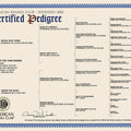 AKC Certified Pedigrees