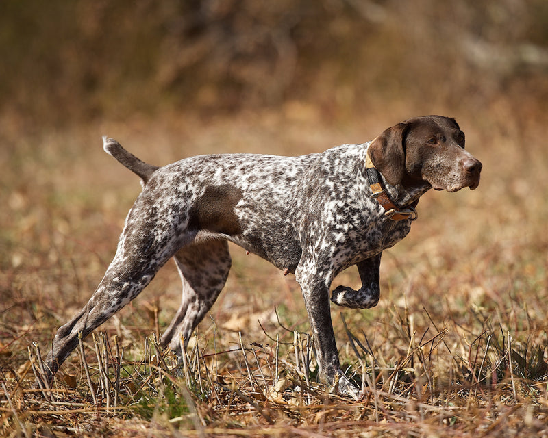 AKC TopDogs - Field Trial Pointing Breeds