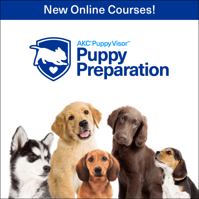 Puppy Preparation Series – Online Courses