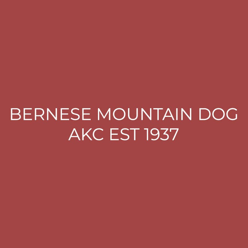 Bernese Mountain Dog Embroidered AKC Quarter Zip