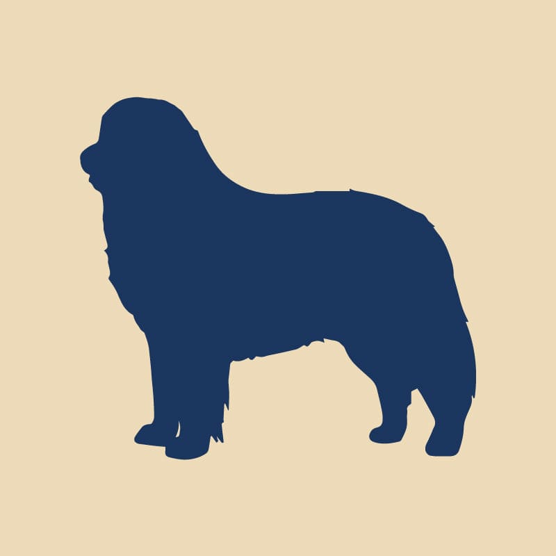 Bernese Mountain Dog Embroidered AKC Quarter Zip