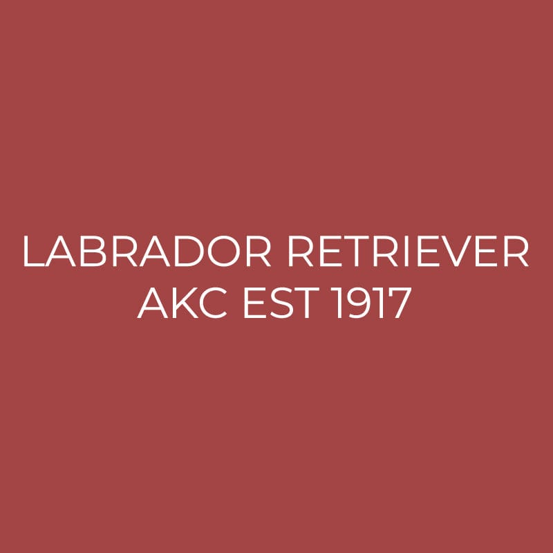 Labrador Retriever Embroidered AKC Quarter Zip