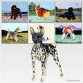 American Hairless Terrier Scenic Cutting Board