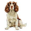 English Springer Spaniel Watercolor - Ceramic Mug