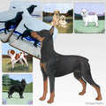 German Pinscher  Scenic Square Coaster