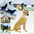 Coated Xoloitzcuintli Scenic Square Coaster