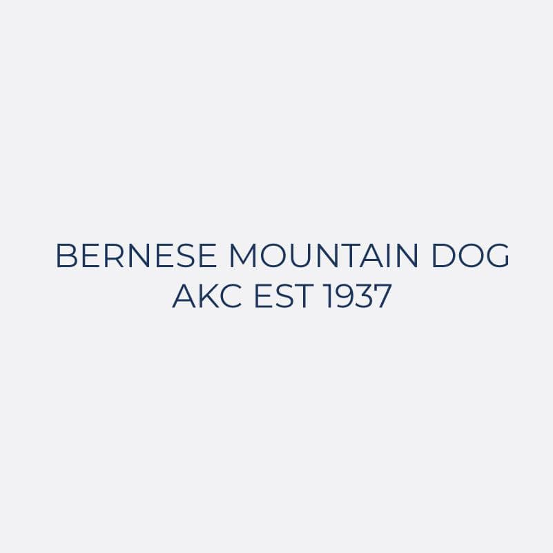Bernese Mountain Dog Embroidered AKC Women's Polo