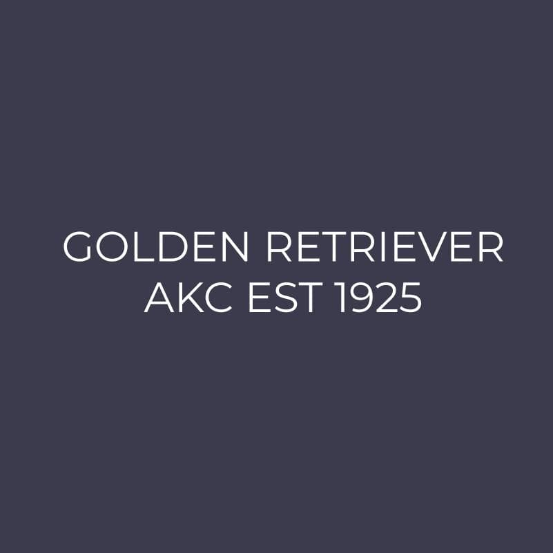 Golden Retriever Embroidered AKC Men's Polo