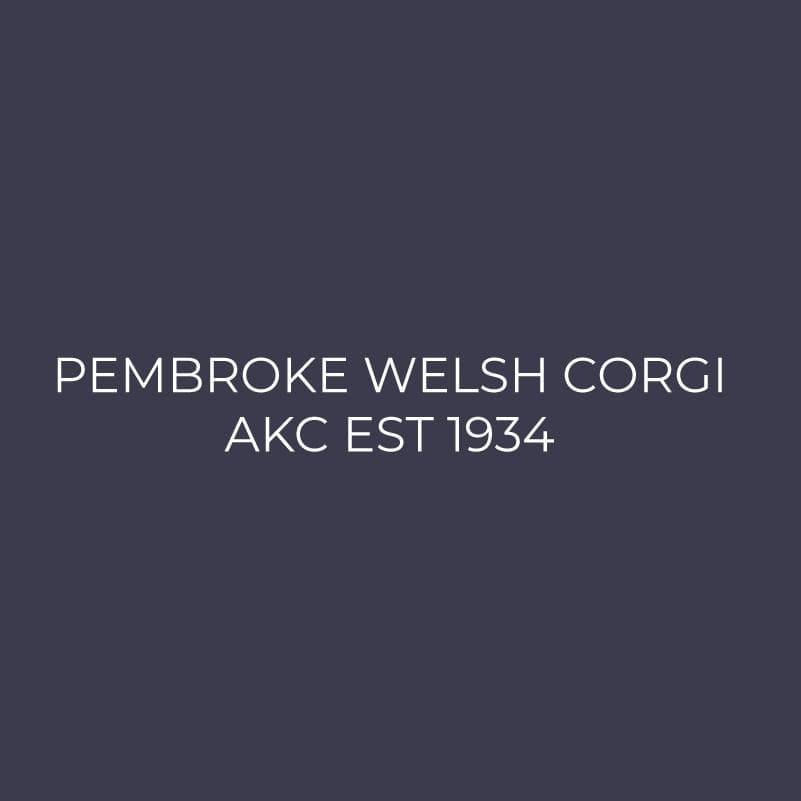 Pembroke Welsh Corgi Embroidered AKC Men's Polo