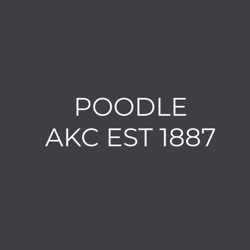 Poodle Embroidered AKC Women's Polo