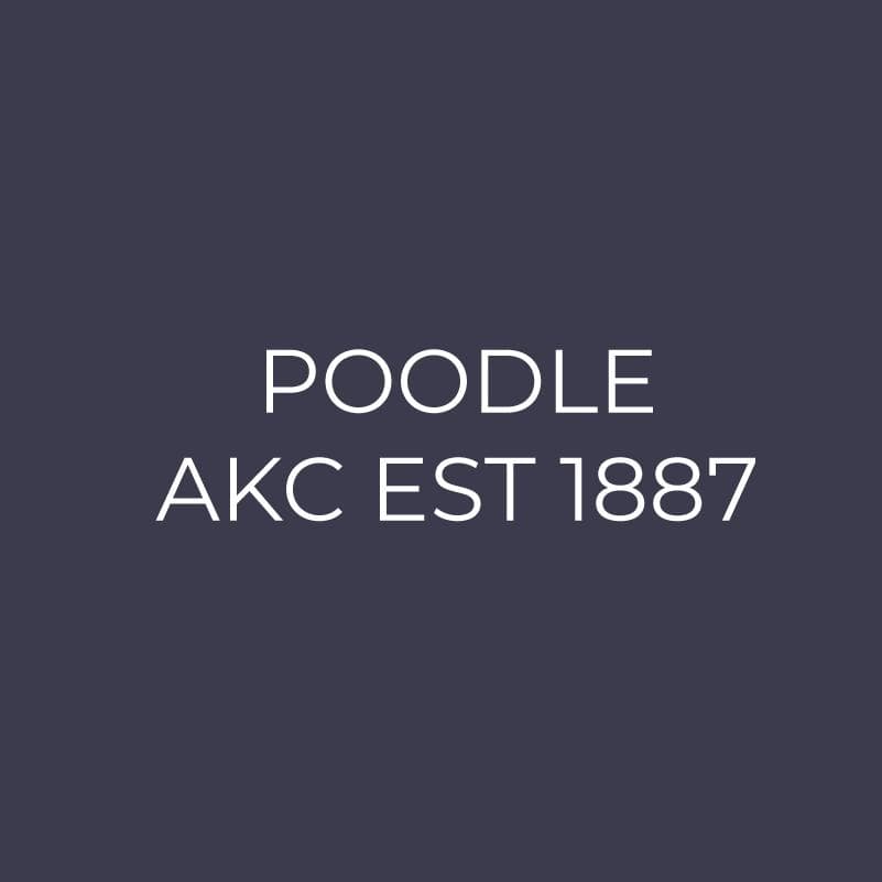 Poodle Embroidered AKC Men's Polo