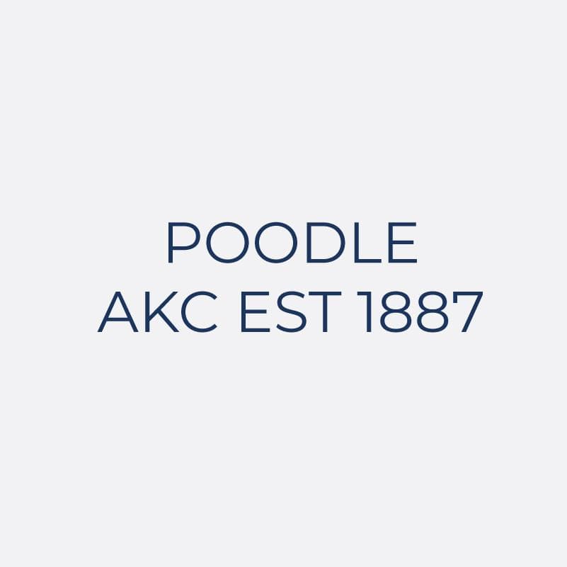 Poodle Embroidered AKC Women's Polo
