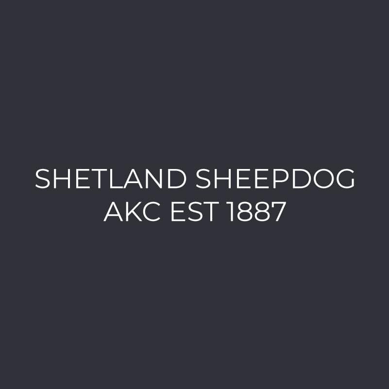 Shetland Sheepdog Embroidered AKC Men's Polo